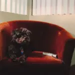 Derfor bliver du glad for at have en lille lænestol i stuen - 5 gode grunde til at købe en lille lænestol